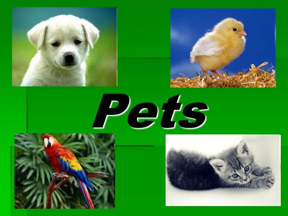 Pets and other animals 3 класс Верещагина. Презентация Pets and other animals. Pets and other animals 3 класс. Pets презентация