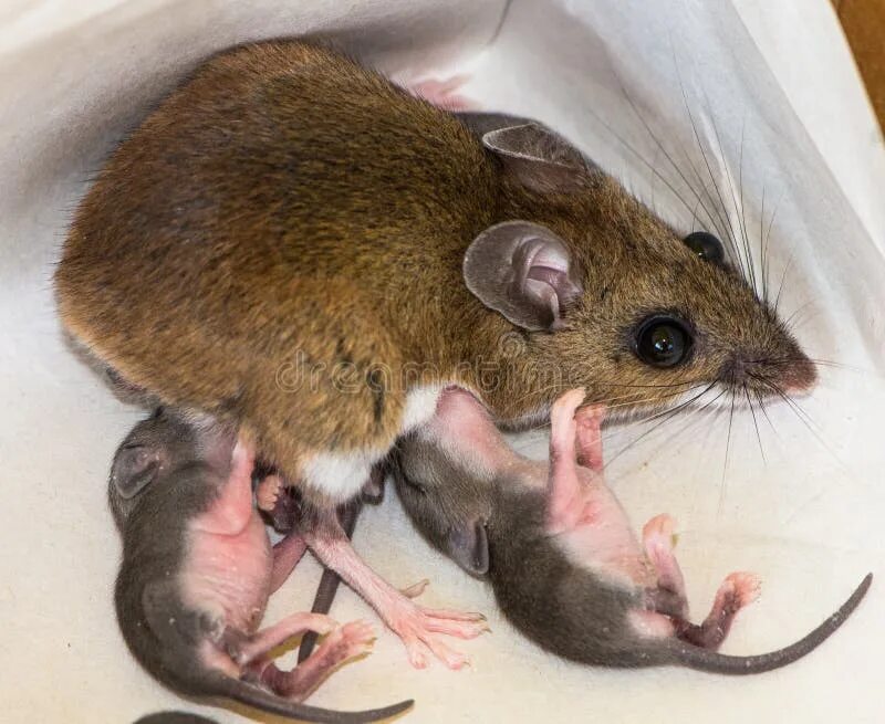Экспериментатор поместил домовую мышь. Домовая мышь. Самка мыши.