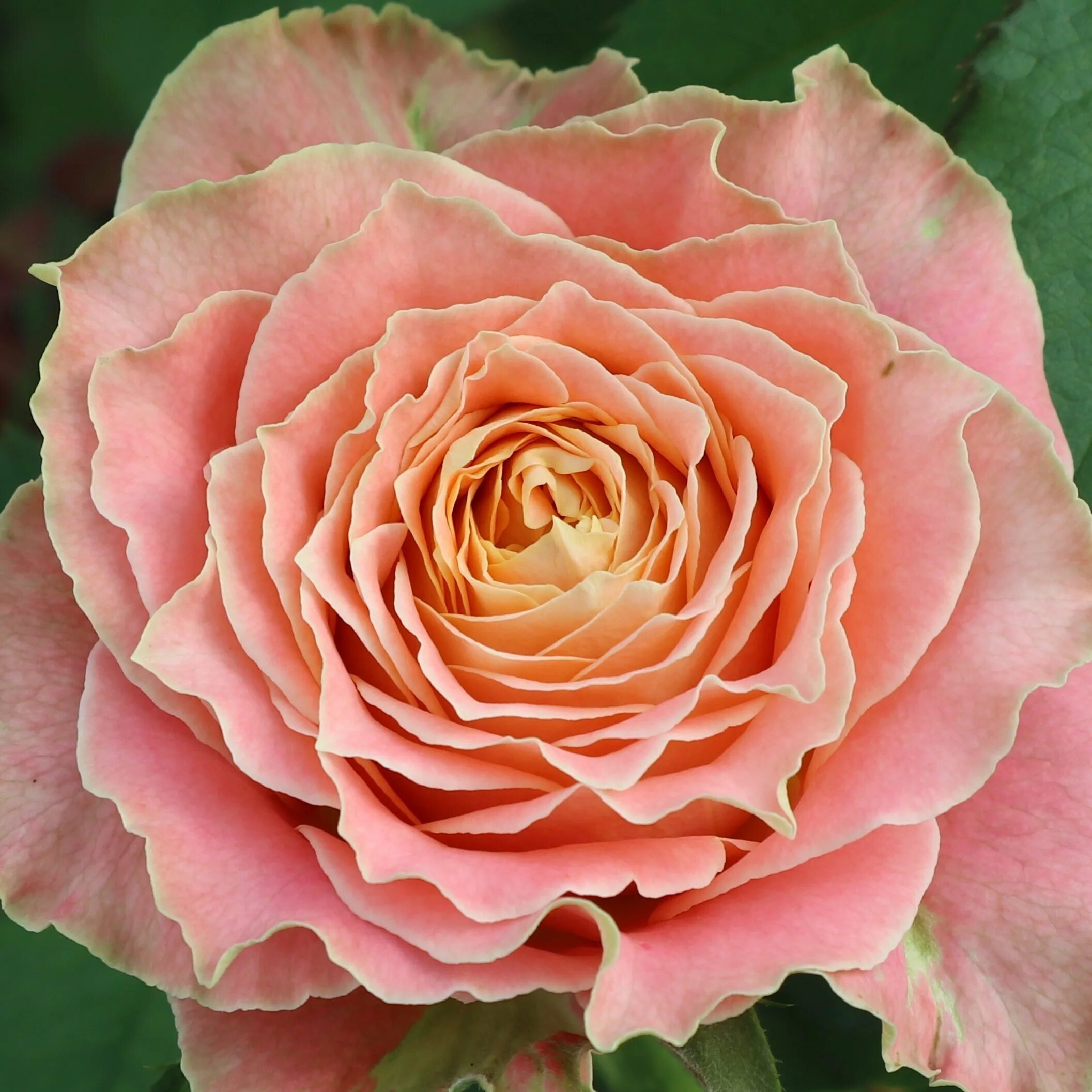 Клематис (княжик) кантри роуз. Роза английская эдит. Клематис кантри роуз. Роза кантри спирит. Княжик кантри роуз.