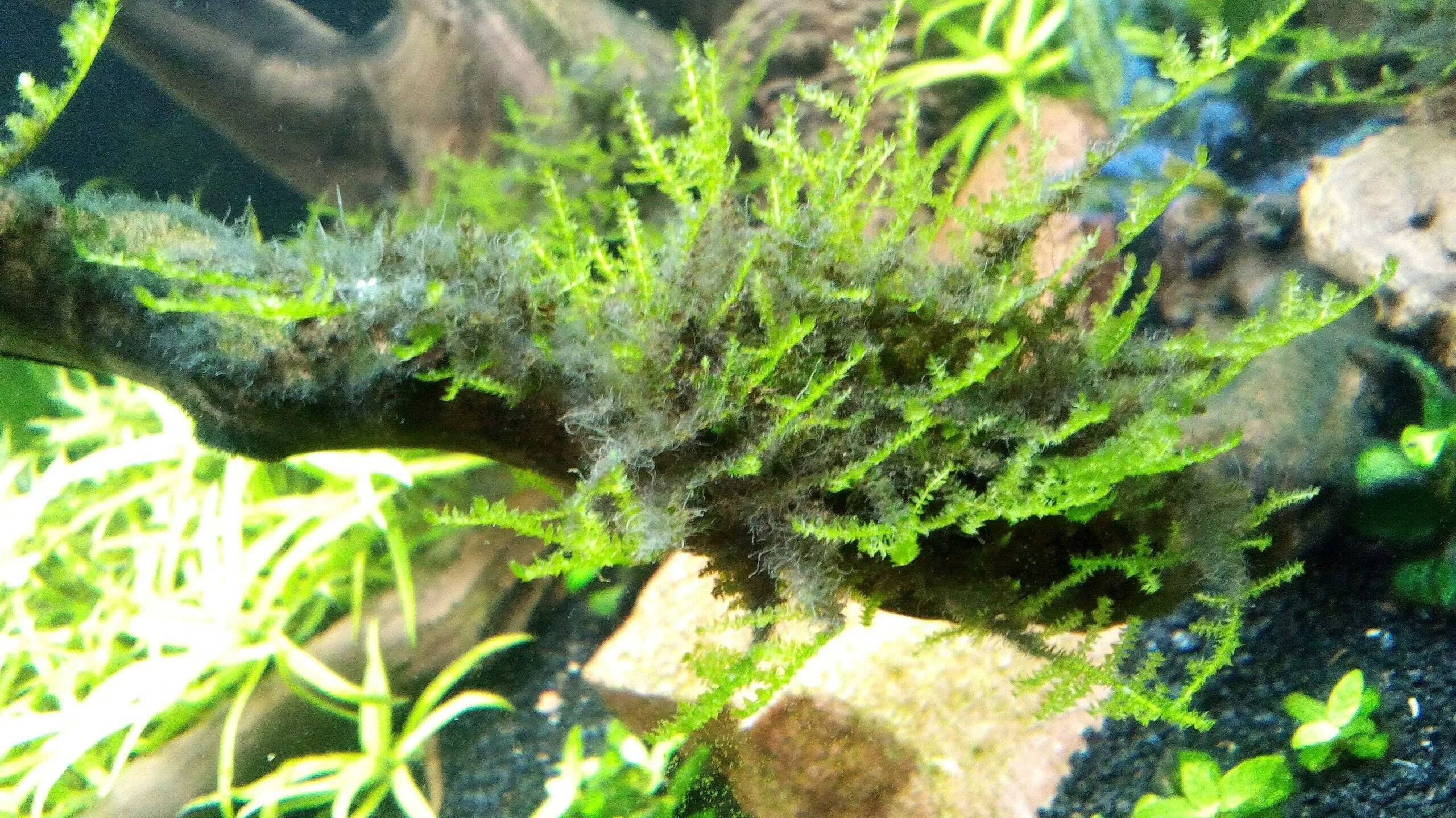 Борода водоросли аквариум