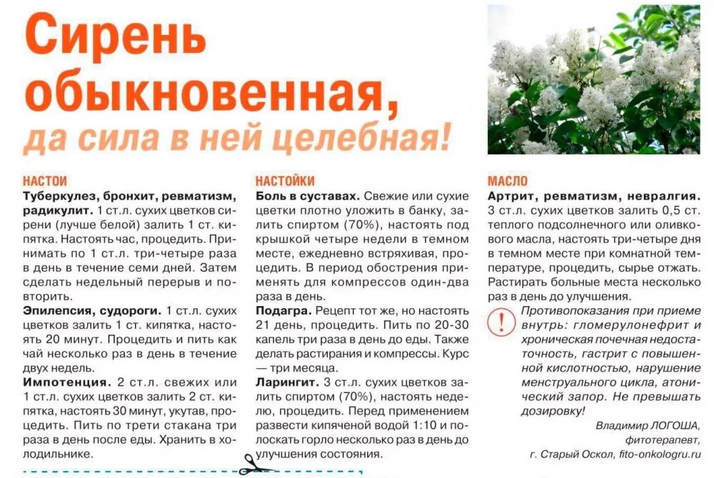 Сколько дней можно пить отвар