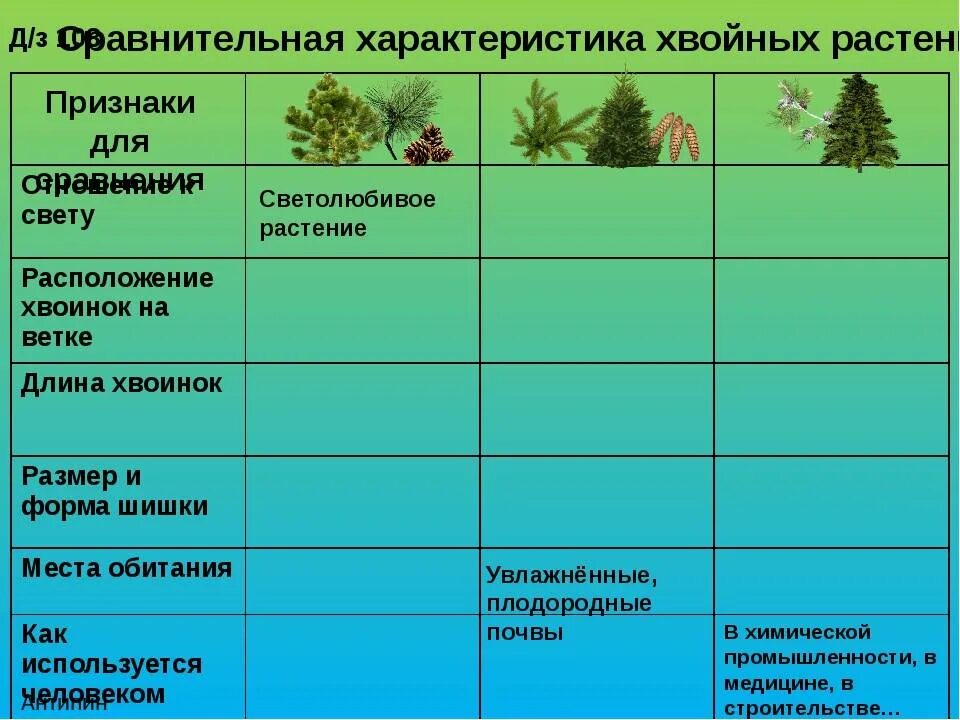 Характеристика хвойных голосеменных растений. Сравнение голосеменных хвойных растений таблица. Хвойные Голосеменные растения таблица. Биология 5 класс таблица Голосеменные растения хвойные.