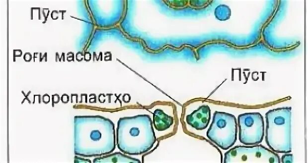 Сохт ва. Сохти пуст. Хучайраи растани. Сохти хучайра фото. Сохти мембранаи ҳуҷайра.