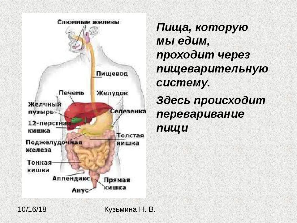 Пища проходит через