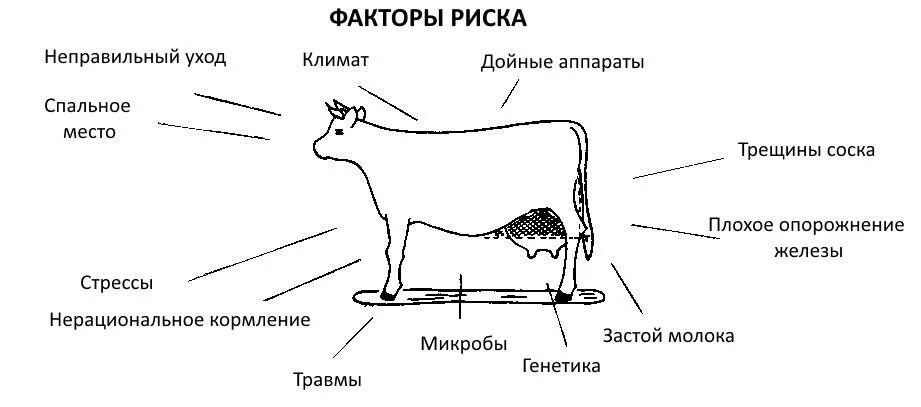Какой процесс у животных