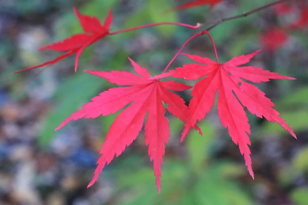 Клен тай. Дальневосточный клен ложнозибольдов. Клён канадский мелколистный. Клен пальмолистный (веерный) феникс. Клён дланевидный.