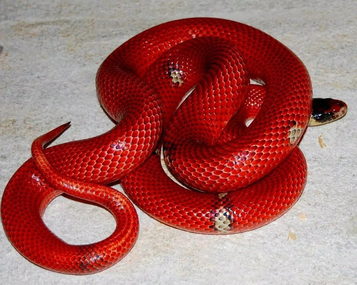 Арлекиновый коралловый аспид. Королевская змея (lampropeltis). Красные ужи. Амурский тигровый полоз. Змея маисовый полоз оранжевый.
