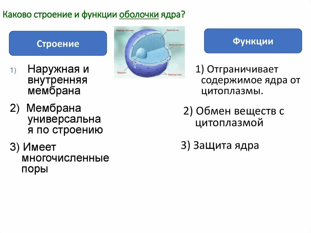 Особенности и функции оболочки. Функции внутренней мембраны ядра. Строение и функции оболочки ядра. Ядерная мембрана функции. Строение и функции ядерных структур ядерная оболочка.