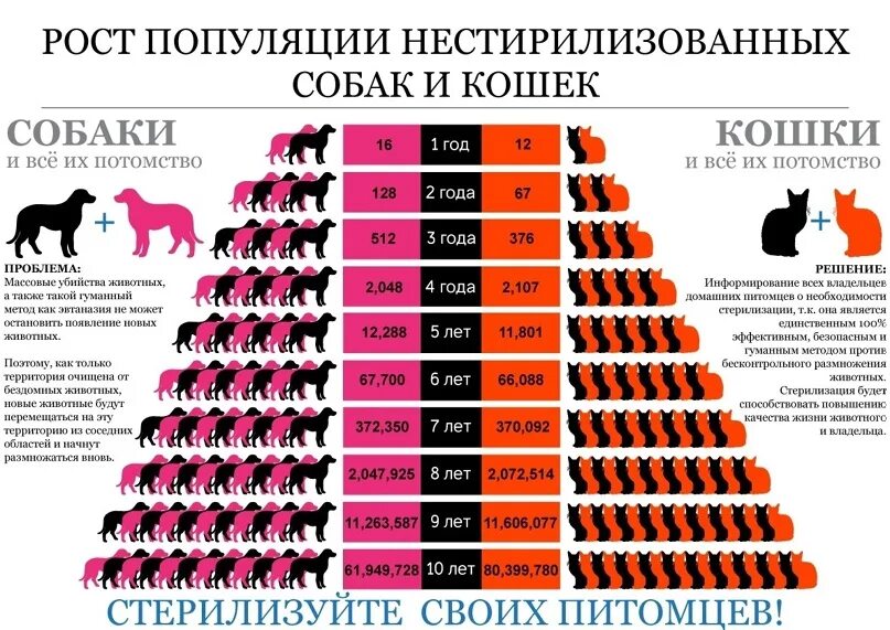 Рост популяции нестерилизованных собак и кошек. Рост популяции бездомных кошек и собак. Рост популяции кошек. Важность стерилизации животных. Почему нельзя стерилизовать