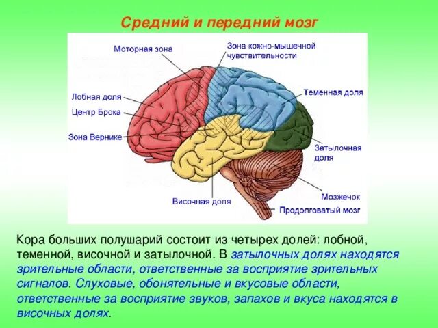 Структуры головного мозга. Зрительная зона расположена в доле больших полушарий.