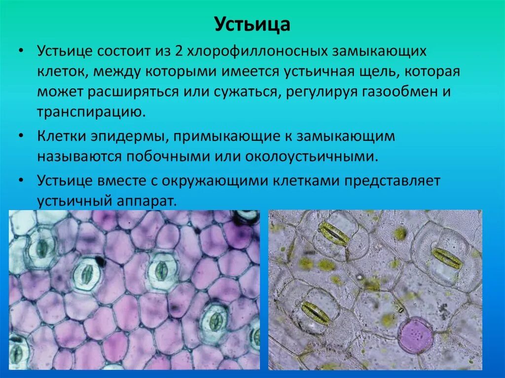 Эпидерма с устьицами. Основные клетки эпидермы в устьице. Формы замыкающих клеток устьиц. Функция устьиц листа растений.