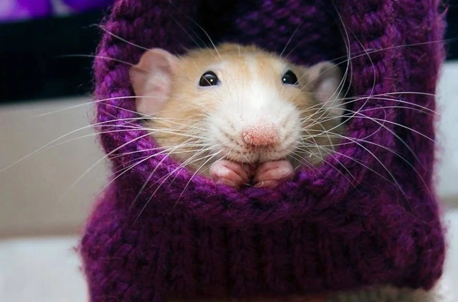 Милая мышь. Крыса. Милые крыски. Крыса домашняя. Красивые крысы.