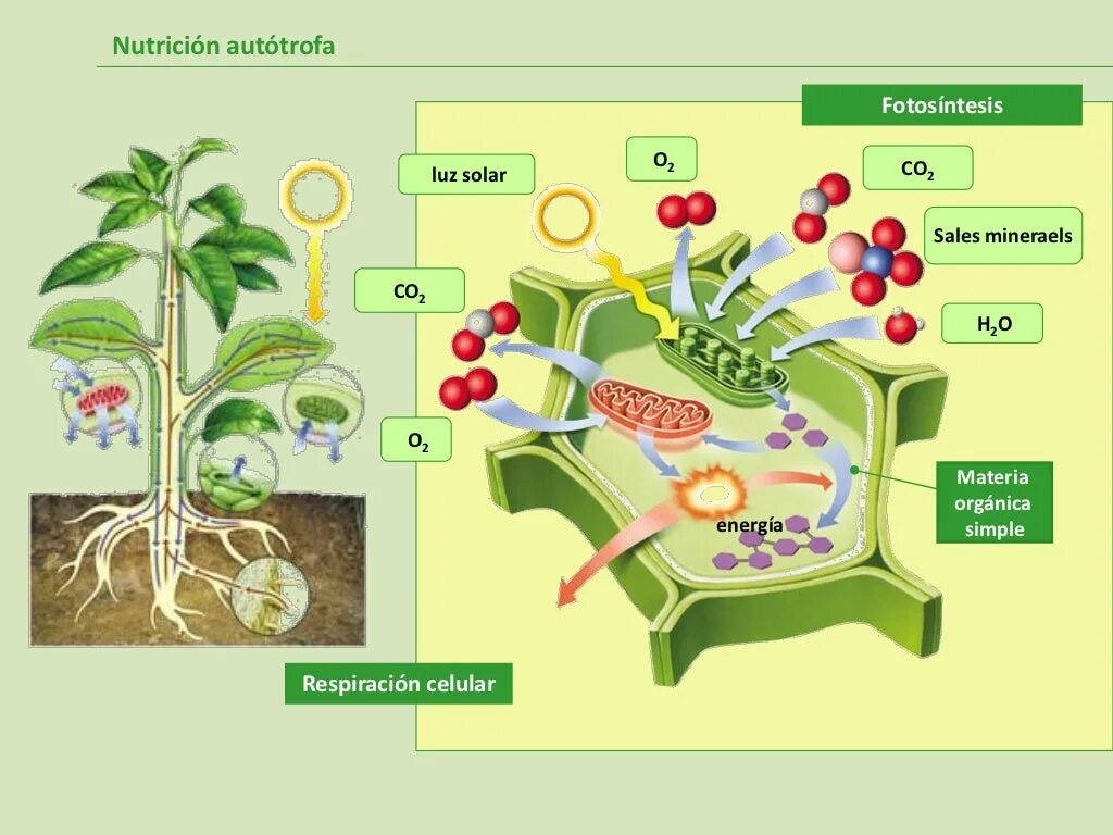 Автотрофное питание. Heterotrophic Nutrition. Autotrophic hajeyras. Nutriția autotrofa. Обеспечивает автотрофное питание клетки