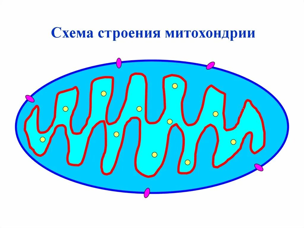 Схематичное строение митохондрии. Строение митохондрии клетки. Строение митохондрии схематично. Митохондрии на схеме клетки. Записать строение митохондрии