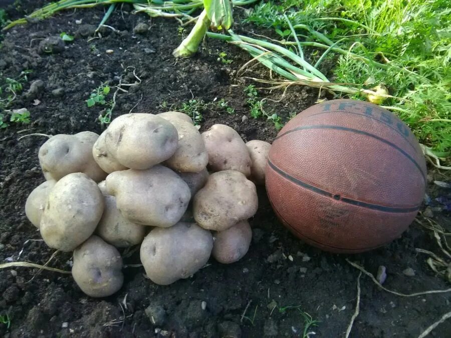 Игра картошка с мячом. Мяч картошка. Сорт картофеля размером с мяч. Фитнес картошка.