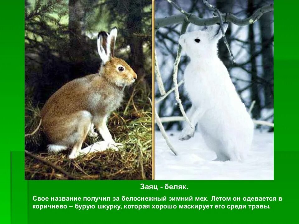Зайцы беляки в какой природной зоне. Заяц Русак меняет окраску зимой. Заяц меняет шубку. Заяц меняет шубку на зиму. Заяц зимой и летом.