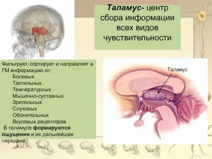 Какие функции таламуса и гипоталамуса