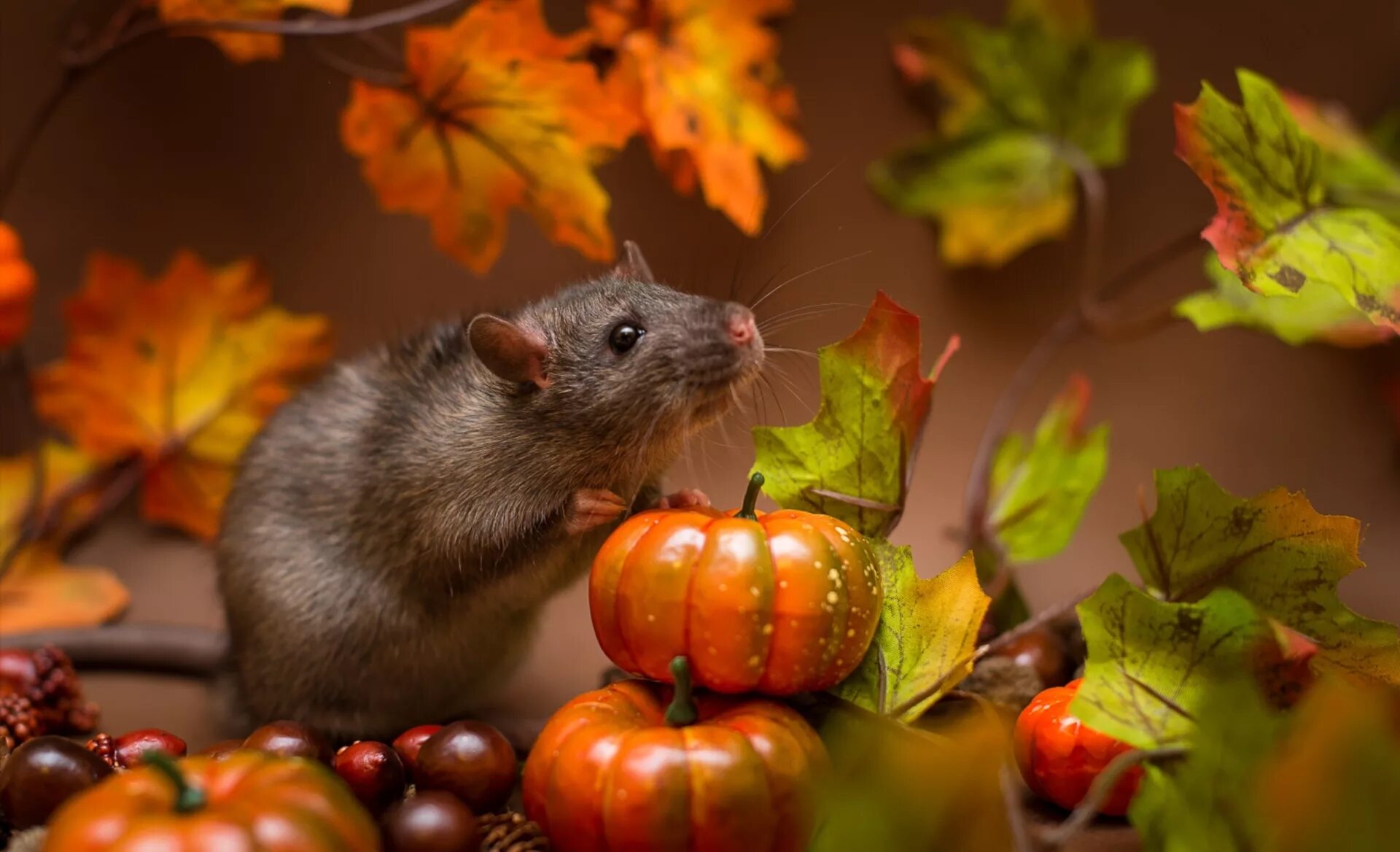 Мыши рабочий стол. Осенние животные. Осень животные. Осень звери. Крыса осень.