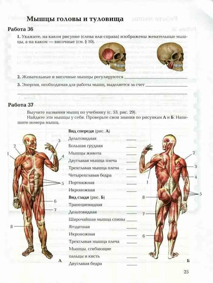 Строение мышц человека биология 8 класс драгомилов. Биология 8 класс задания по теме мышцы человека. Мышцы туловища и конечностей 8 класс биология. Карточки биология 8 класс