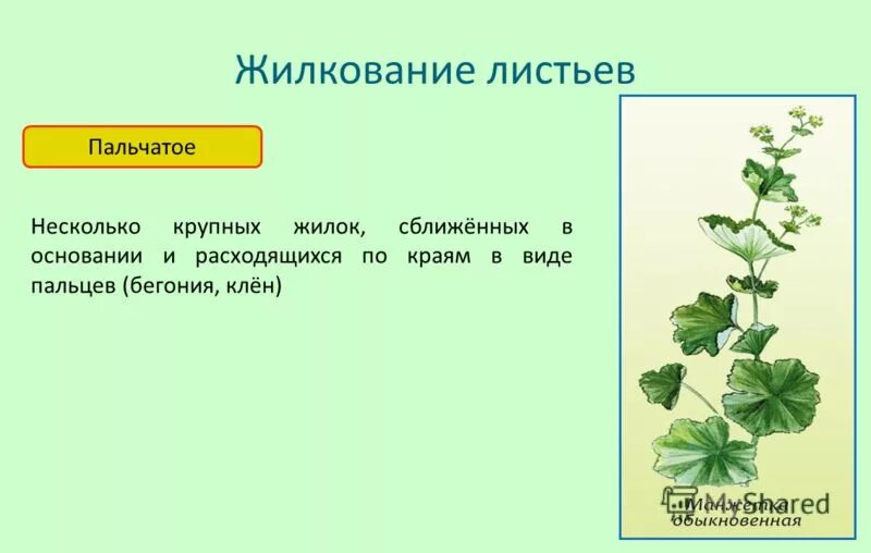 Манжетка листорасположение. Жилкование листа герани. жилкование листа пасленовых. пастушья сумка жилкование. манжетка жилкование листа.