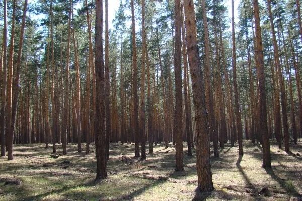 Погода новоегорьевское алтайский на 10. Алтайский край Новоегорьевское лес. Ленточный Бор в Егорьевке Алтайского края. Ленточный Бор село Новоегорьевское. Егорьевский заказник.