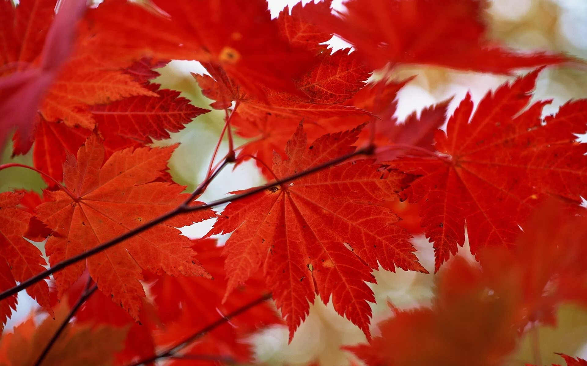 Цвет листа клена осенью. Багряные листья. Багряный клён. Кленовый лист. Красивые листья.