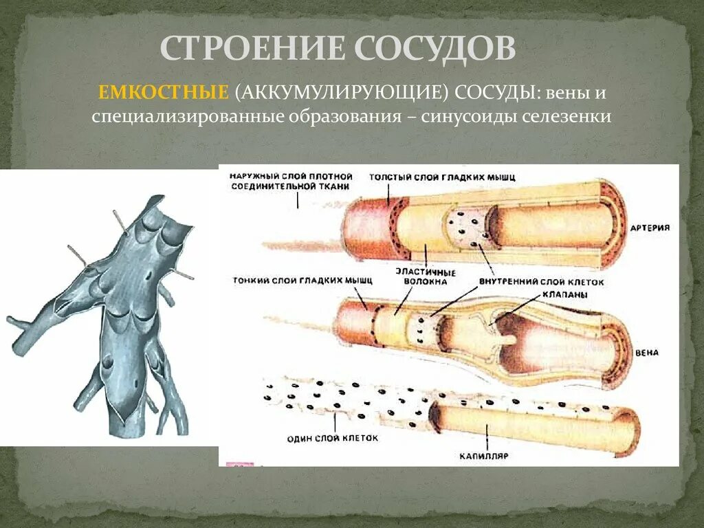 Стенка лимфатического сосуда. Строение сосудов. Строение стенки сосудов. Строение артерии. Строение лимфатических сосудов.