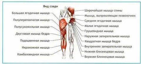 Почему тянет левое бедро