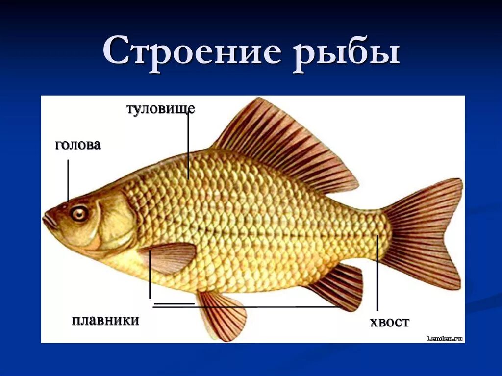 Состоит из головки тела и хвоста