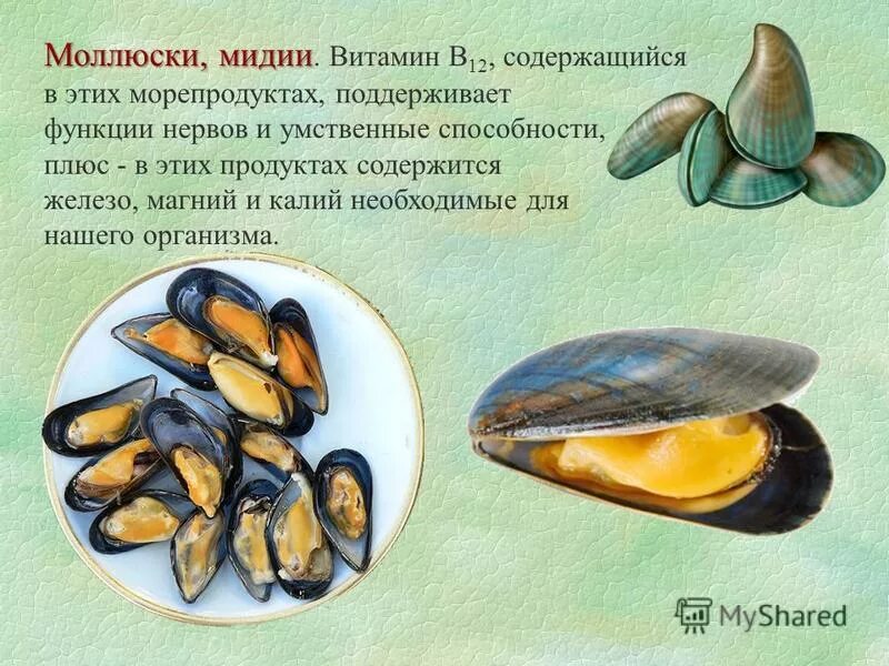 Жемчуг формула. Перловица (unio). Речная раковина перловица. Характеристика моллюсков и иглокожих. В раковинах моллюсков содержится.