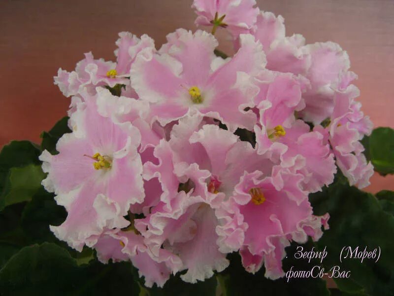 фиалка меренги. фиалка зефир морев. фиалка зефирка морев. сенполия морев-зефир. фиалка ле лимонное суфле.