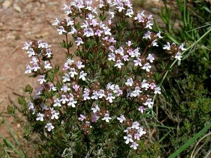 Thymus vulgaris