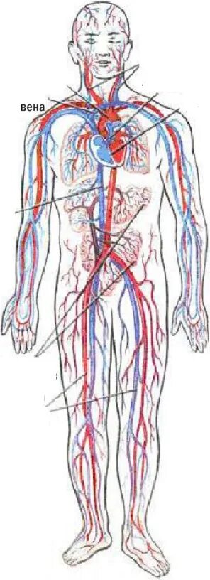 Артерии и вены тела. Система кровообращения человека сердце и кровеносные сосуды. Кровеносная система человека циркуляция крови. Строение тела человека кровеносная система. Артериальная и венозная система анатомия.
