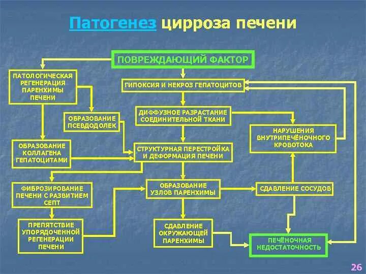 Патогенез цирроза. Патогенез цирроза печени. Цирроз печени звенья патогенеза. Отеки при циррозе печени патогенез. Признаки патогенеза