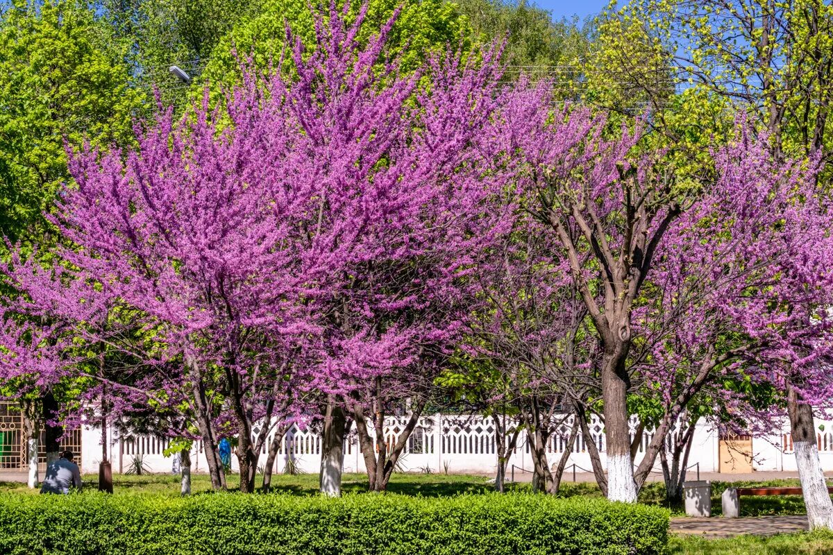 багряник иудино дерево. багряник церцис иудино дерево. багряник иудино дерево. церцис иудино дерево. церцис багряник.