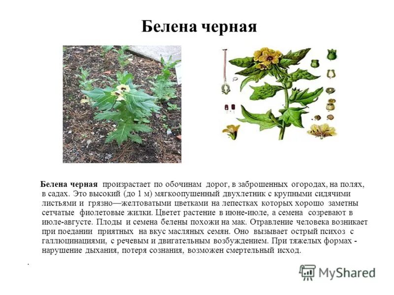 белена растение 3 класс. берена ядовитое растение опи. белена черная ядовитое растение. белена растение 3 класс. белена растение 3 класс.