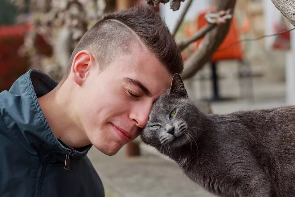 Почему коты возвращаются. Коты и хозяева. котик и хозяин.