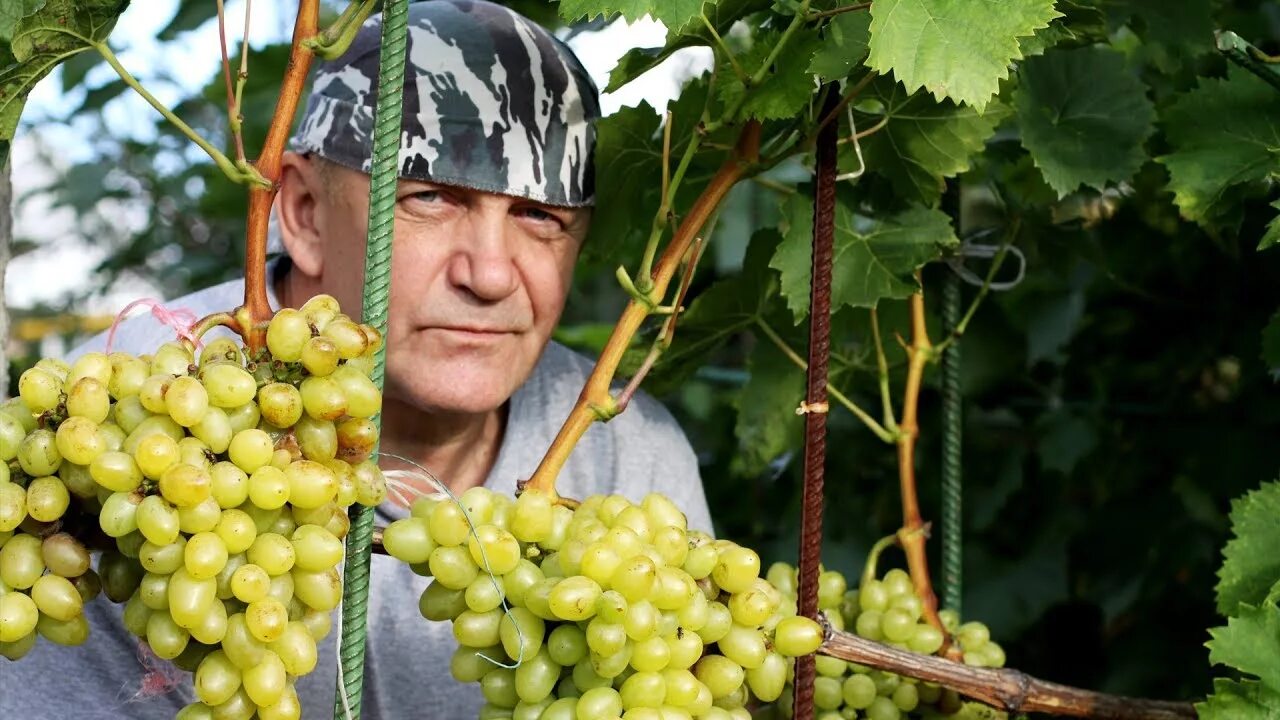 Выращивание винограда средняя полоса. Виноград укрывной кишмиш столетие.
