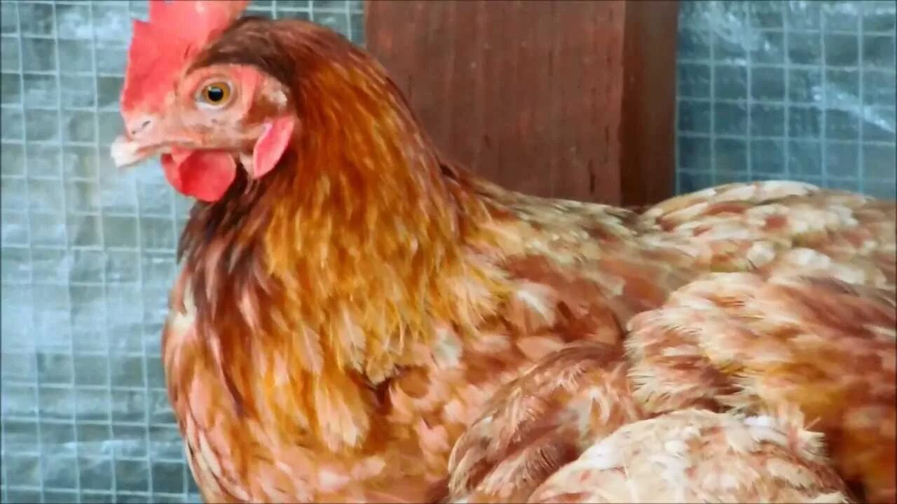 Куры браунинг фото. Иза кура. Isa brown chicken. Иза кура. Иза кура.