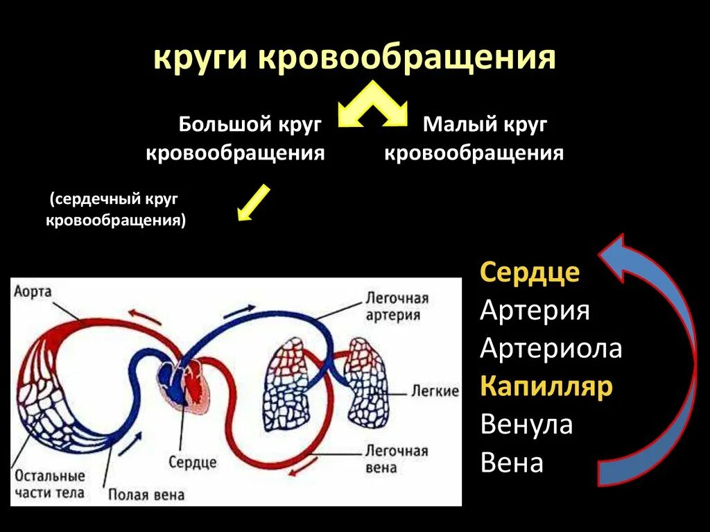 Застой по малому кругу. Круги кровообращения. Застой малого круга кровообращения. Малый круг кровообращения. Малый круг кровообращения застой.