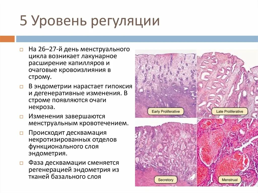 Слизистая матки отторгается. Эндометрий фазы десквамации гистология. Десквамация функционального слоя эндометрия. Стадии пролиферации эндометрия гистология. Стадия секреции эндометрия гистология.