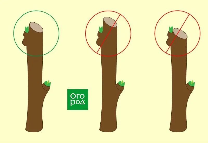 Срез на кольцо. Правильный срез при обрезке деревьев. Срез на почку груши. Срез почки. Правильная обрезка деревьев на почку.