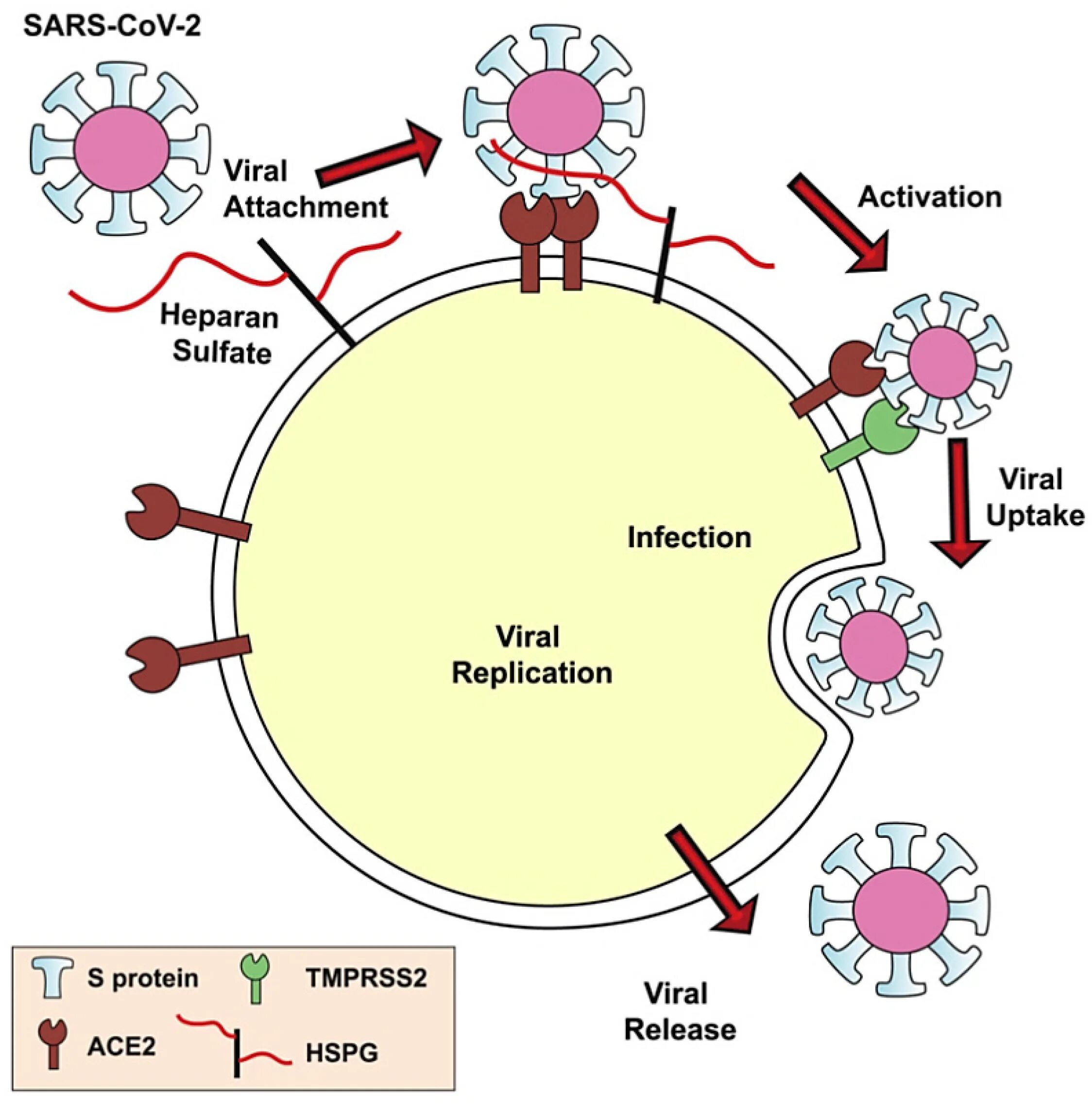 Коронавирус инфекция SARS-cov-2. Sarscov2. SARS-cov-2 и Covid-19. Coronaviridae вирусы.