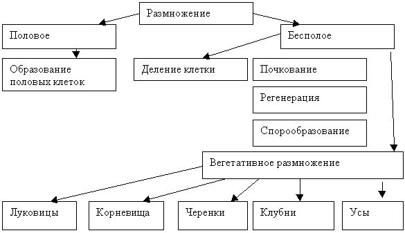 Размножение организмов схема. Размножение живых организмов схема. Размножение организмов бесполое половое схема. Схема размножение организмов 9 класс.