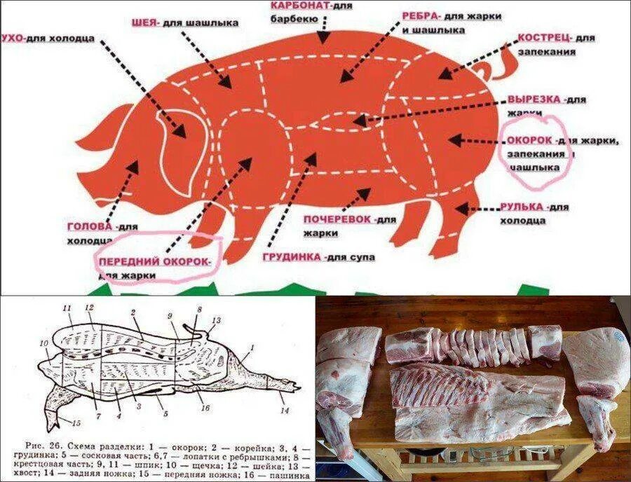 Карбонат какая часть свинины. Схема розничной разделки свиной туши. Схема разруба туши свинины. Схема разруба туши свиньи. Тушка свинины разделка схема.