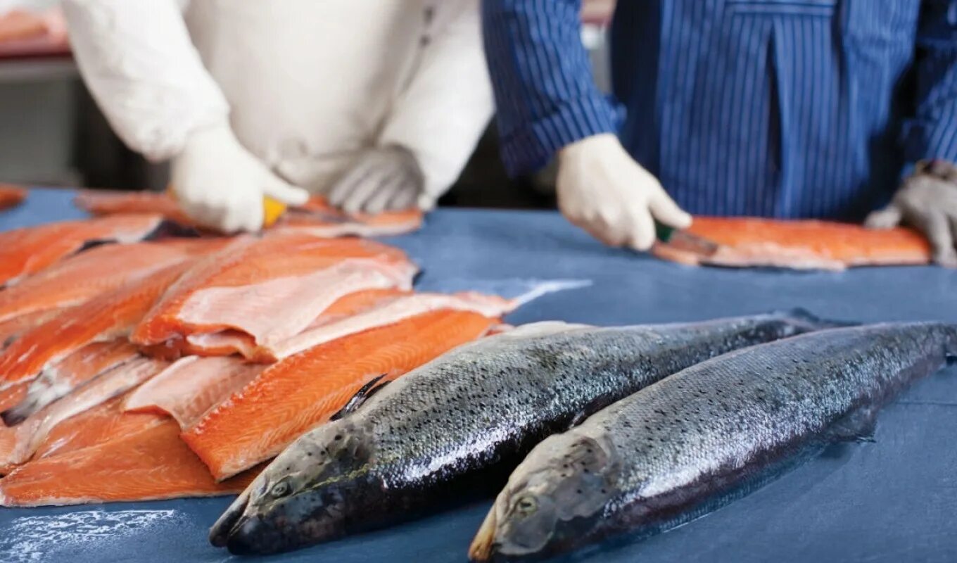 Филетирование рыбы. Изготовление рыбных. Рыбообрабатывающий комбинат 1 санкт-петербург. Изготовление рыбных. Аквакультура лосося в норвегии.