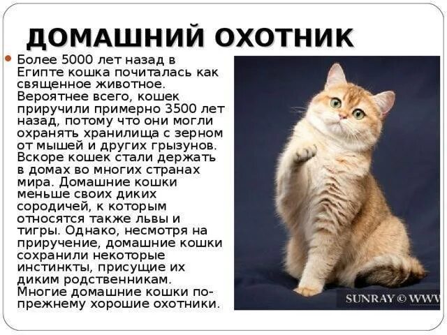 Включи кота описание. Рассказ про кошку. Сообщение о домашней кошке. Доклад про кошек. Доклад про домашних кошек.