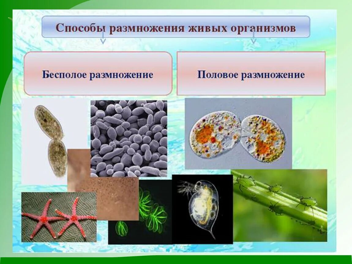 Формы бесполого размножения живых организмов. Размножение живых организмов. Способы размножения живых организмов. Способы полового размножения организмов.