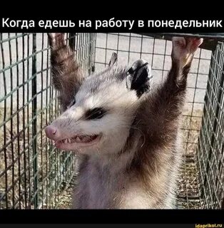 Звуков ненавижу