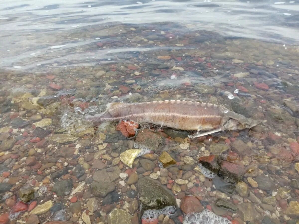 Обитатели Волги. Редкая рыба в Волге. Рыба которая водится в Волге.